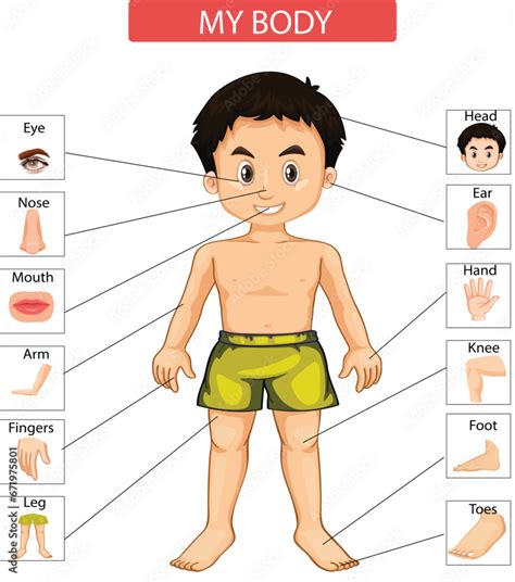 Body Parts For Kids Illustration Human Body Cut Sheet Kids Body Pars