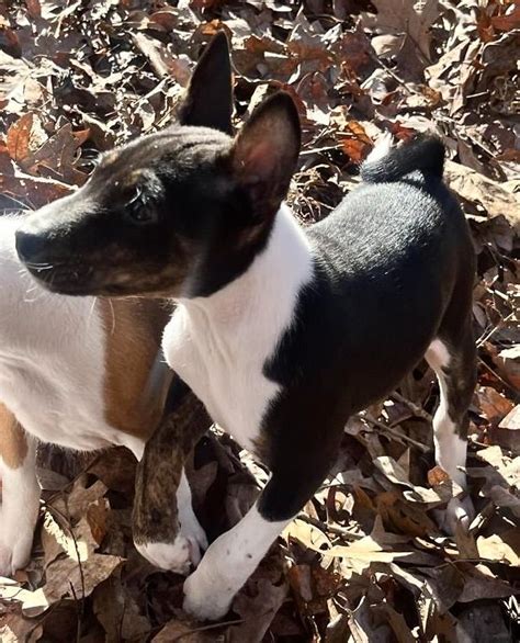 Basenji Puppies For Sale