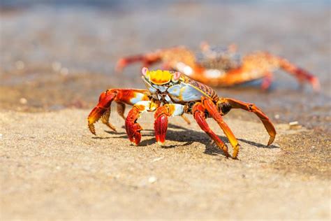 Sally Lightfoot Crab On Galapagos Islands Stock Photo Image Of