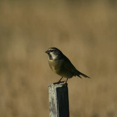 White-bridled Finch (Melanodera melanodera) :: BirdWeather