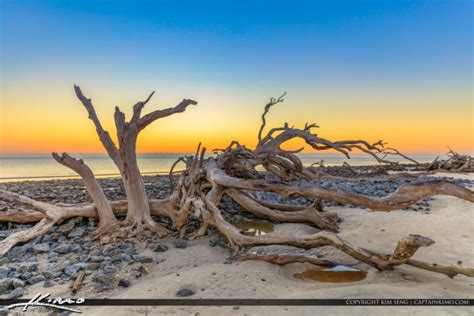 Driftwood Beach Jekyll Island Georgia | Royal Stock Photo