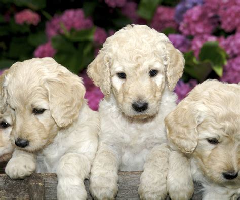 Labradoodle Puppies For Sale from Uptown Puppies