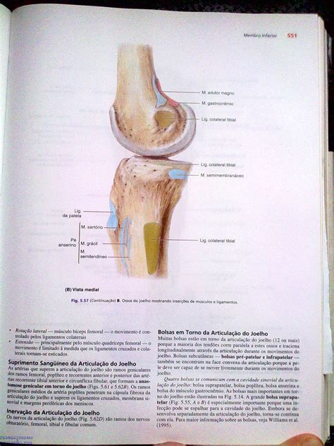 Anatomia Do Joelho Traumatologia E Ortopedia