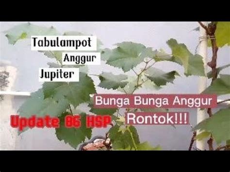 Tabulampot Anggur Jupiter Update Hsp Youtube