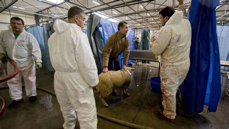 Bruxelles A Ne Se Bouscule Pas Pour La F Te Du Sacrifice Avec