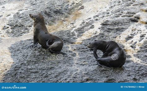 South Africa Seal Island stock photo. Image of small - 116784462