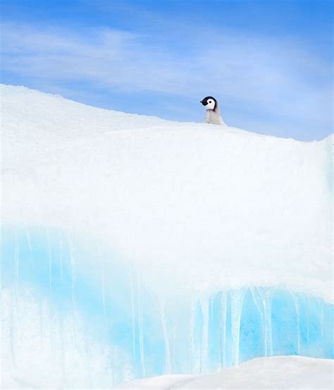 Happy feet? | Penguins, Penguin world, Penguins and polar bears