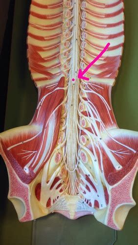 Chapter 11 Anatomy Of The Nervous System Spinal Cord Flashcards Quizlet