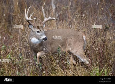 White Tailed Deer Odocoileus Virginianus Buck Montana Stock Photo