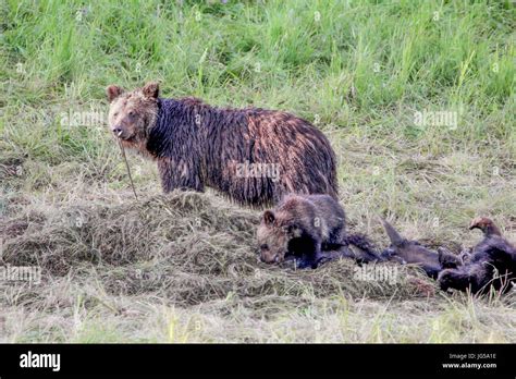 A Grizzly Bear Sow And Her Cubs Feast On A Bison Carcass At The Yellowstone National Park Hayden