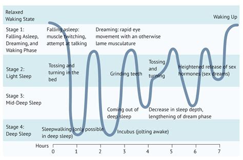 Phases Of Sleep