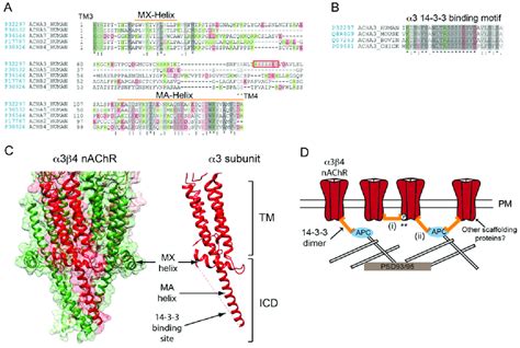 Determinants Of Neuronal NAChR Postsynaptic Localization A A