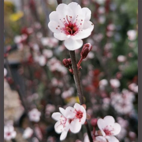 Prunus Cerasifera Pissardii Nigra Shrub ΠΡΟΥΝΟΣ Ή ΚΑΛΛΩΠΙΣΤΙΚΗ ΔΑΜΑΣΚΗΝΙΑ ΘΑΜΝΩΔΗΣ Χορομίδης