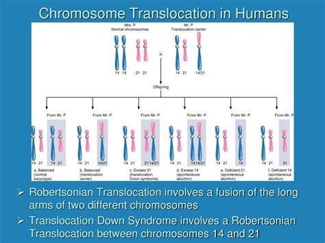 PPT - Chromosomal Mutations PowerPoint Presentation, free download - ID ...