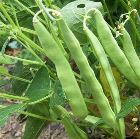 Organic Heirloom Anasazi Bean Phaseolus Vulgaris 80 Seeds