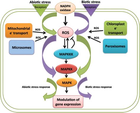 Frontiers ROS Mediated MAPK Signaling In Abiotic And Biotic Stress