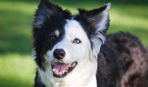 Are Border Collies The Most Intelligent Dogs