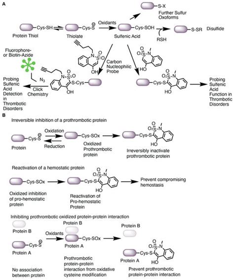 Antioxidants Free Full Text Targeting Cysteine Oxidation In