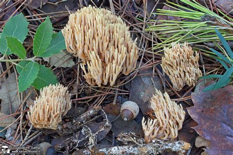 MICOLOGIA Di Salvatore Saitta Ramaria Stricta