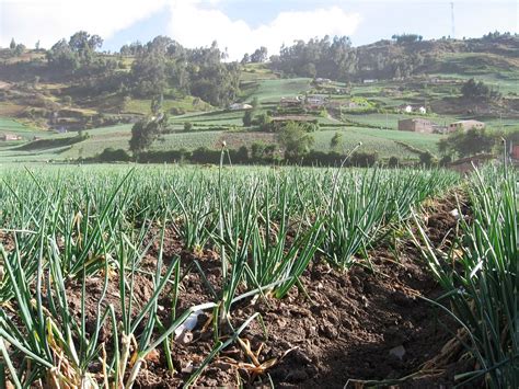 Cultivo De Cebolla Aquitania Boyac Colombia Vista De Flickr