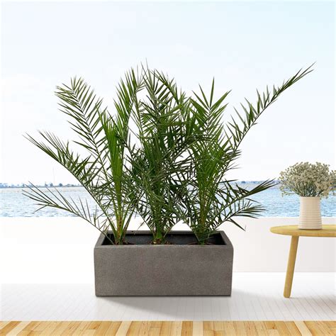 Kombi Angebot X Phoenix Canariensis Inklusive Grigio Box X X