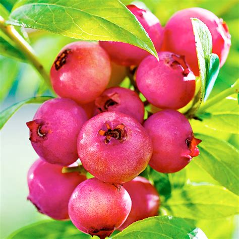 Pink Lemonade Blueberry Travs Gardens