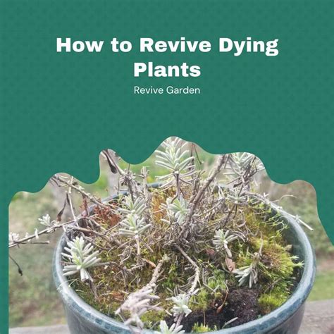 How To Revive Dying Plants Indoor And Outdoor Revive Garden