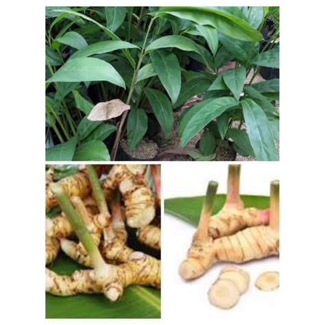 Jual Tanaman Herbal Laos Tanaman Lengkuas Pohon Lengkuas Shopee