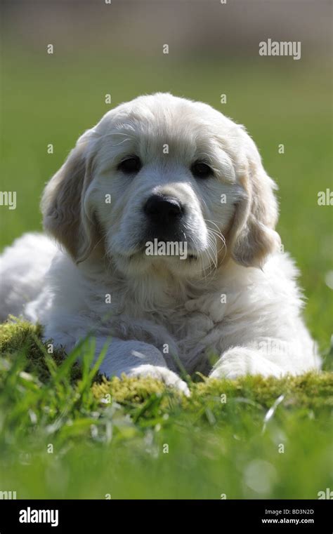 Golden Retriever Canis Lupus Familiaris Puppy Lying On Grass Stock