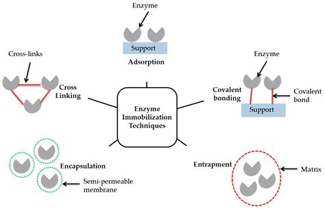 Catalysts Free Full Text The Immobilization Of Lipases On Porous