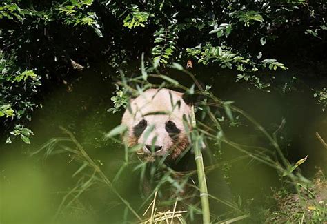 Feature First Giant Panda Born In France Heads To China Given Warm