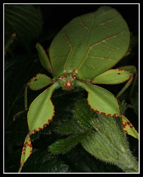 Phyllium Siccifolium Leaf Insect Adult Female Coolsox Flickr