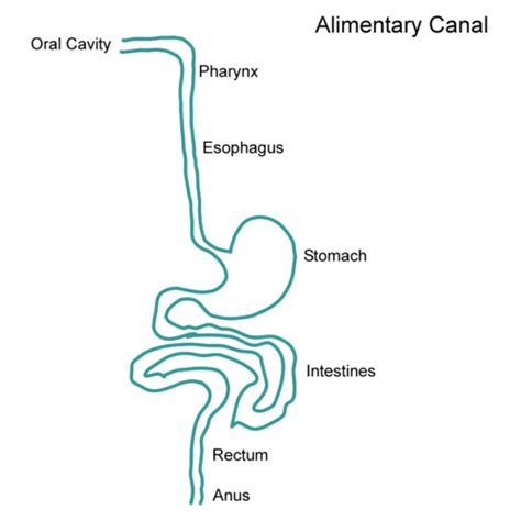 Digestive Anat Labelling Flashcards Quizlet