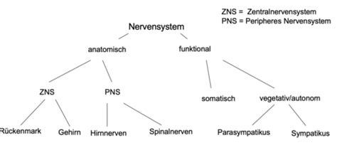 Biopsych Flashcards Quizlet