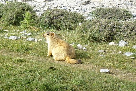 Himalayan Marmot Marmota - Free photo on Pixabay - Pixabay