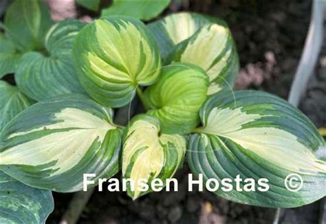 Hosta Fragrant Princess Fransen Hostas