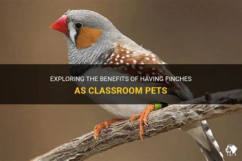 Exploring The Benefits Of Having Finches As Classroom Pets | PetShun