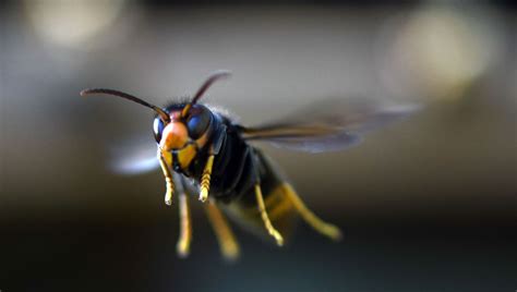 Les espèces invasives sont une menace mondiale majeure et sous estimée