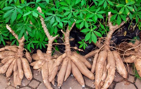 Production et transformation du manioc Une unité en gestation dans le