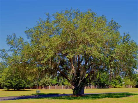 Amazing Fast Growing Shade Trees In Fast Growing Hot Sex Picture