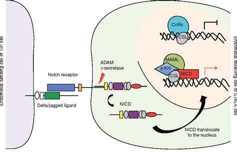 Pdf Vegf And Notch In Tip And Stalk Cell Selection Semantic Scholar