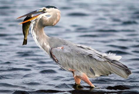 great blue heron wikipedia
