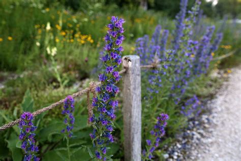 Offener Garten Sonnhalde Gempen