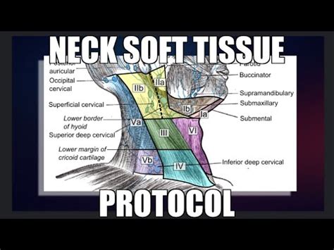 Neck Soft Tissue Protocol YouTube