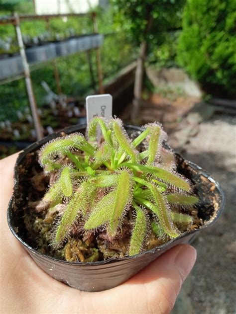 代購代標第一品牌樂淘letao食虫植物 Drosera capensis Bains kloof Pass RSA DW ドロセラ