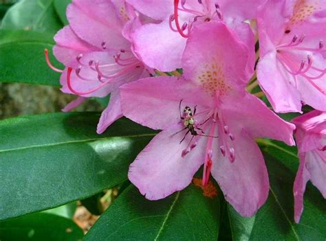 Washington State Flower Coast Rhododendron Rhododendron Unique Flowers Flowers