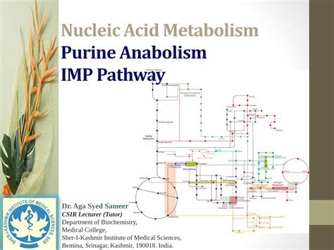 Pdf Nucleic Acid Metabolism Lecture Nam Dokumen Tips