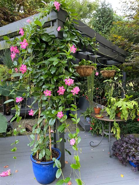 Planting Mandevilla In A Pot Back Gardener