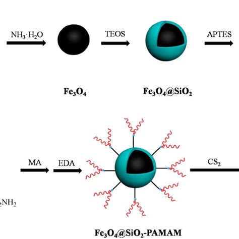 Scheme Of The Synthesis Of Fe3o4sio2pamamdtc Magnetic Particles