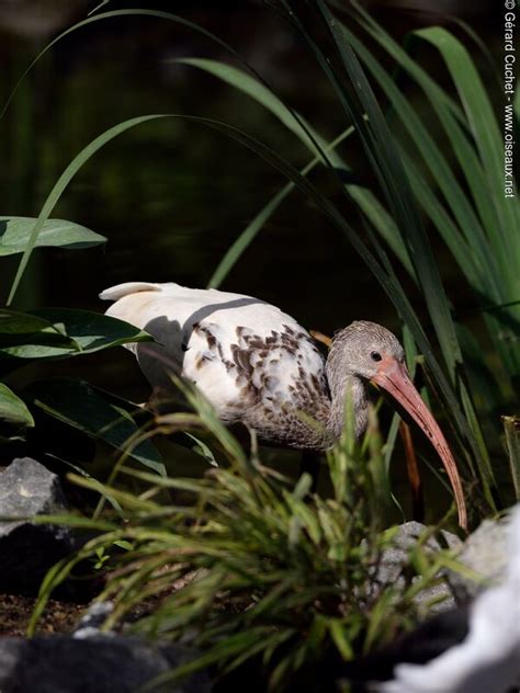 American White Ibis Eudocimus Albus Juvenile Gecu163566